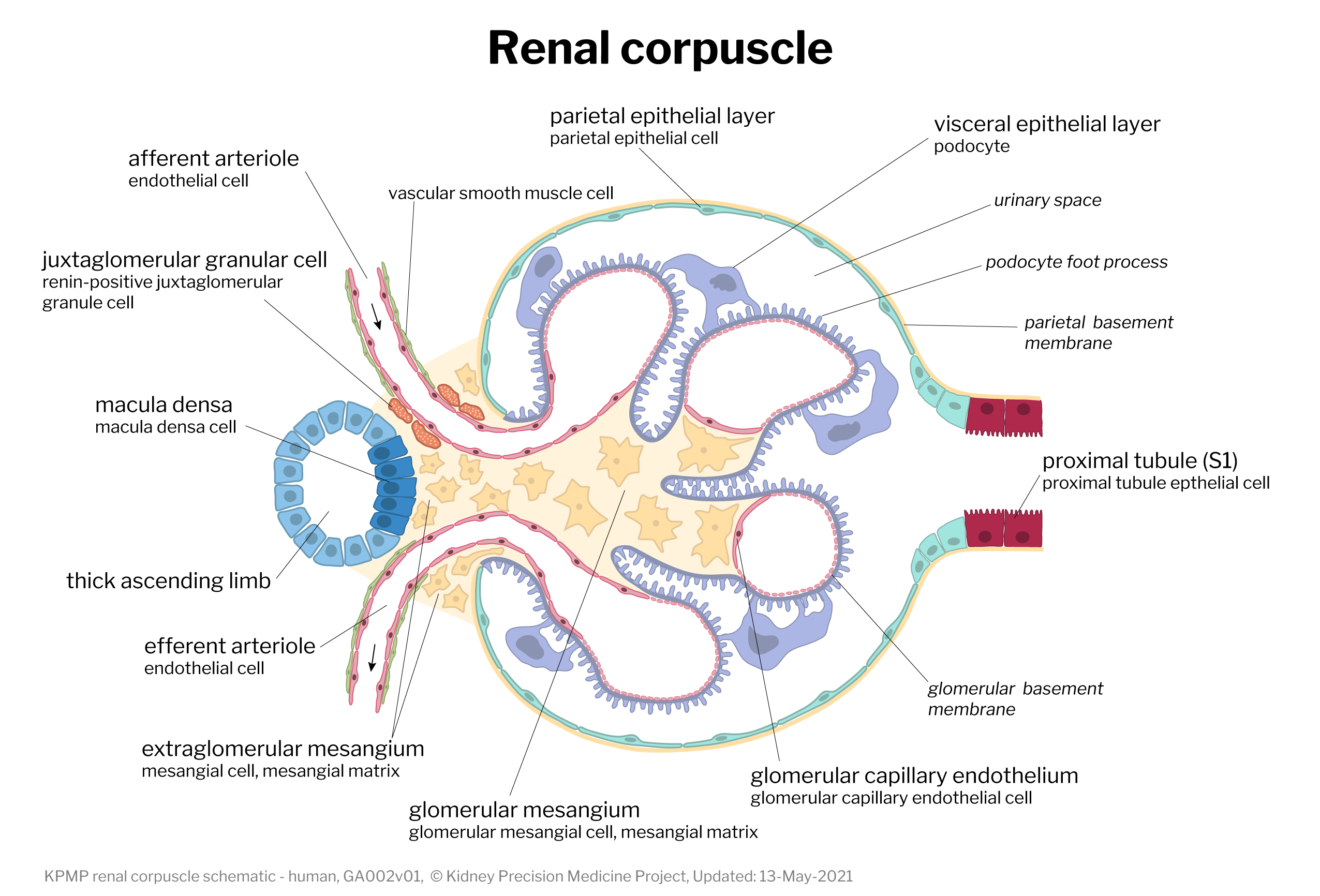 KPMP renal corpuscle human with labels graphic