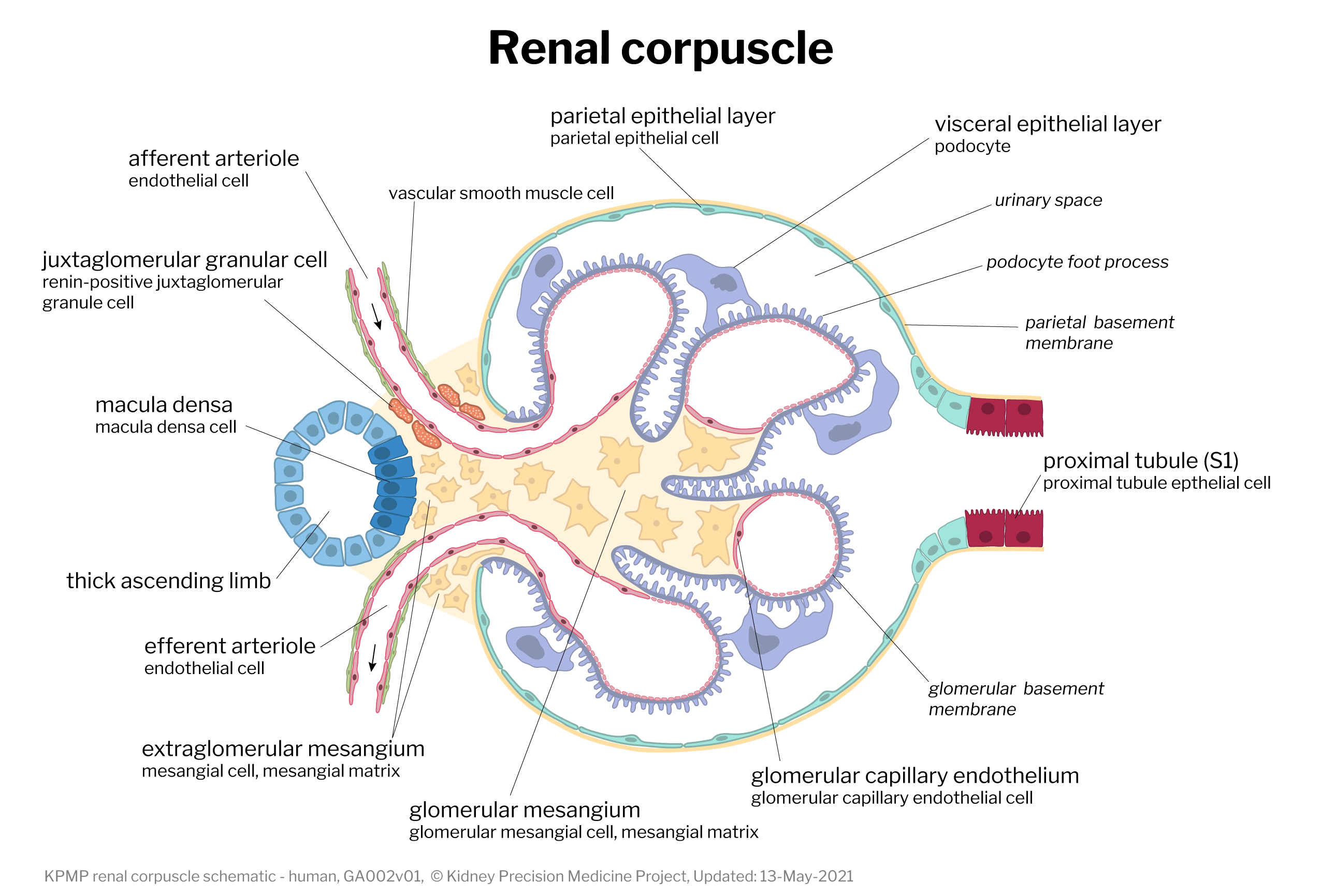 Renal Corpuscle Cell Connectome