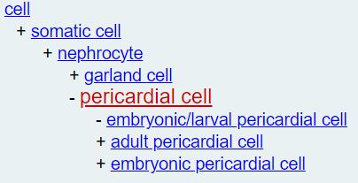 pericardial cell hierarchy