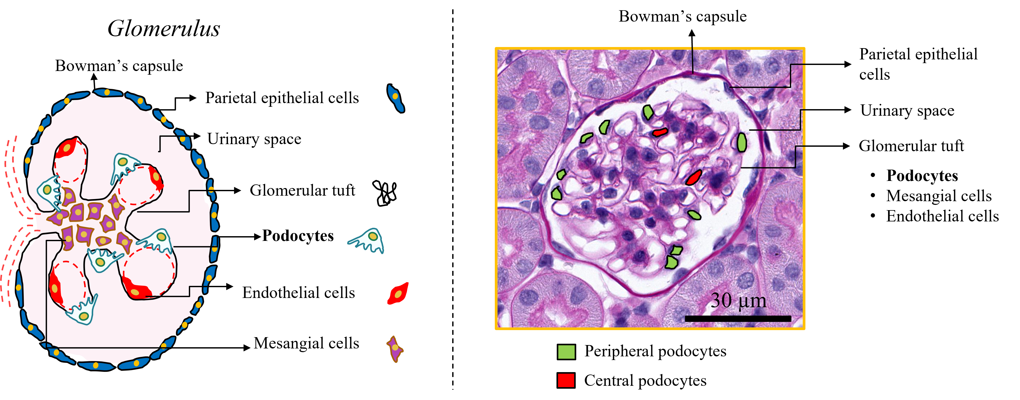 podocytes in glomerulus