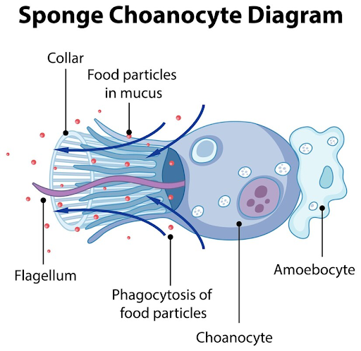 Choanocyte graphic